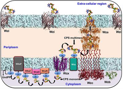 Targeting the Sugary Armor of Klebsiella Species